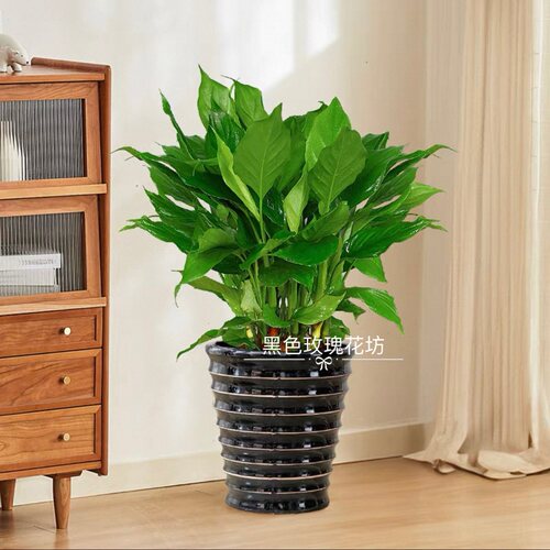 万年青盆栽室内客厅绿植植物绿化