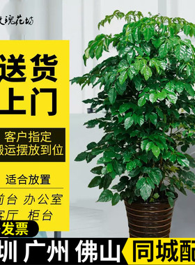 绿宝树幸福树盆栽大型绿植客厅花卉办公室绿化植物净化空气好养活