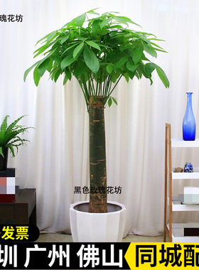 单杆发财树深圳同城开业乔迁送礼
