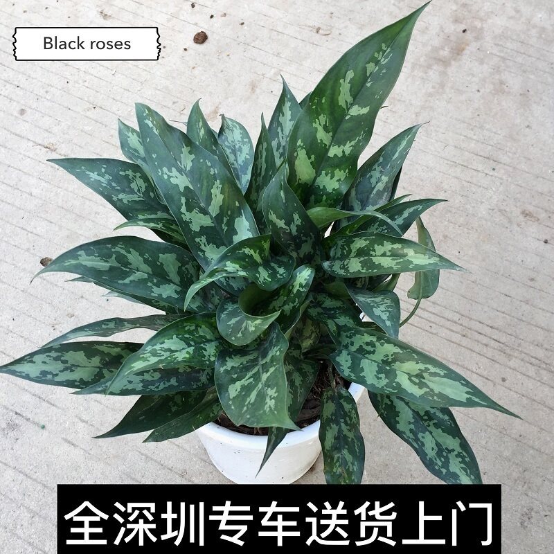 黑美人盆栽 绿植 办公室桌面小盆栽除甲醛净化空气 银皇后万年青