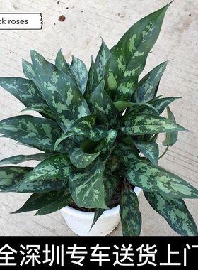 黑美人盆栽 绿植 办公室桌面小盆栽净化空气 银皇后万年青