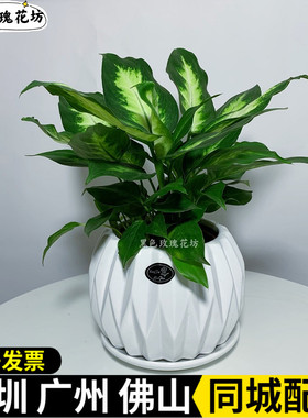 深圳粉黛万年青盆栽 银皇后室内耐阴好养花卉 办公室桌面小绿植