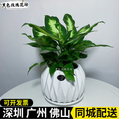 小绿植粉黛办公室桌面万年青