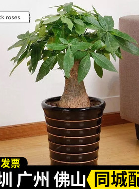 发财树盆栽 大 绿植 室内小盆景公司开业送礼盆栽净化空气