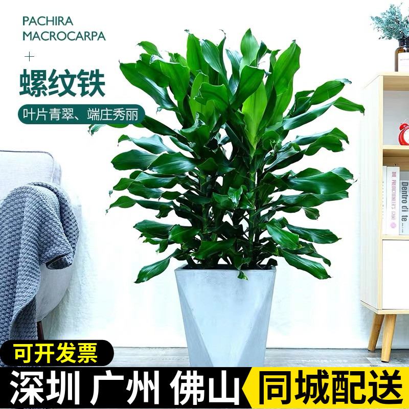螺纹铁盆栽大型室内植物客厅办