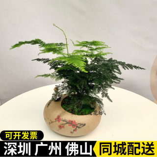 小精品文竹盆栽 水养芦荟 发财树 好养袖珍椰子办公室桌面小盆栽