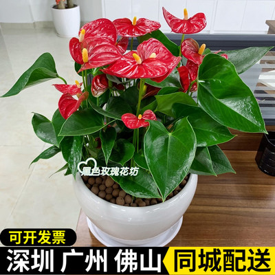 深圳红掌盆栽鸿运当头桌面植物