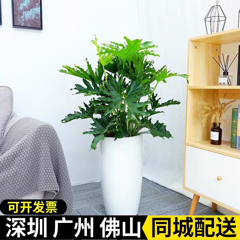 春雨净化空气办公绿植盆栽