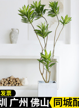 金心百合竹造型款网红北欧ins风室内好养落地大型盆栽净化空气