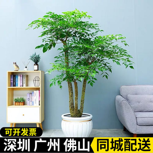 绿植前台展厅大门富贵树