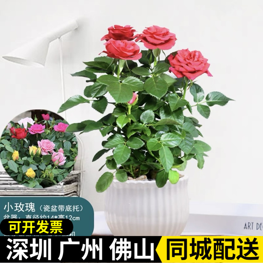 月季玫瑰花阳台庭院四季图片