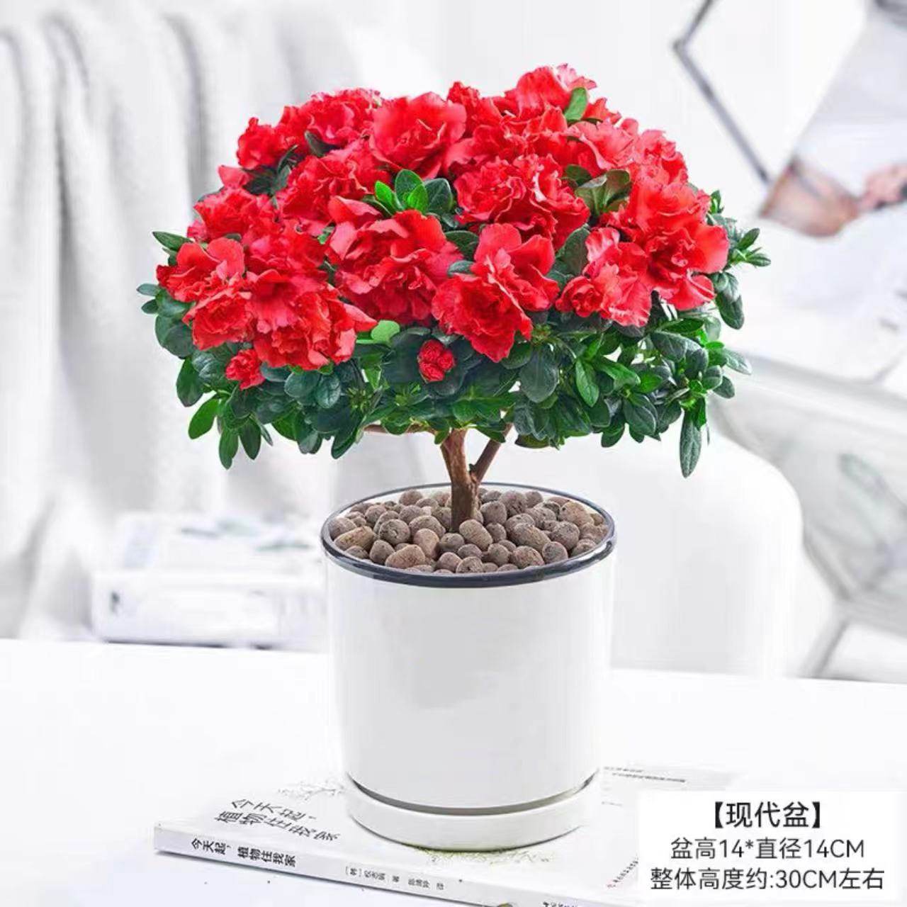 深圳杜鹃花盆栽阳台庭院室内室外好养植物四季好养花卉带花苞绿植,鲜花速递/花卉仿真/绿植园艺,时令草本花卉,淘宝优惠券,粉丝福利购,淘宝优惠卷