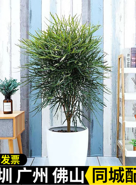 孔雀木盆栽植物阳台孔雀木绿植净化空气大型植物办公室盆景