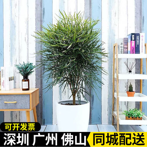 孔雀木盆栽植物阳台孔雀木绿植净化空气大型植物办公室盆景