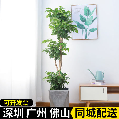 造型绿宝树幸福树盆栽植物室内客厅办公室净化空气大型绿植