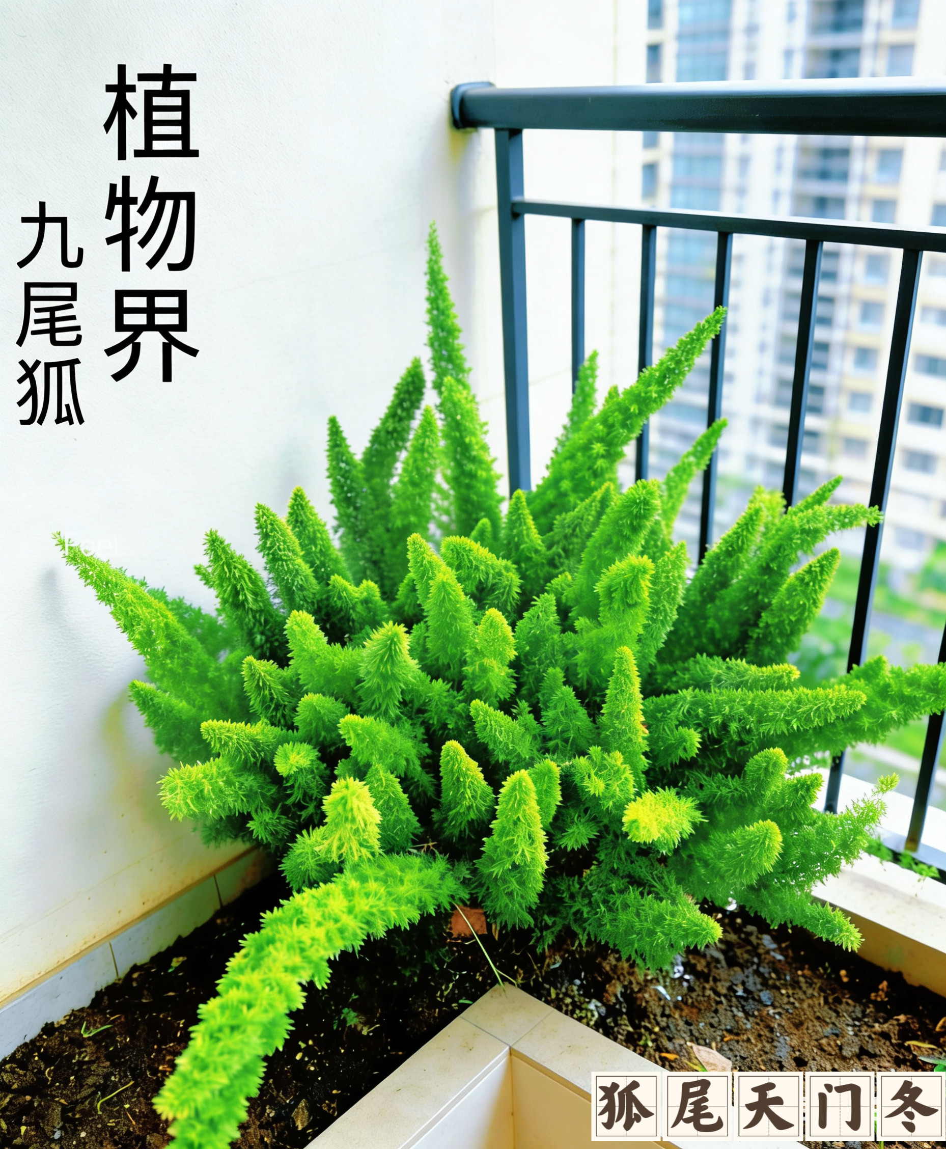 狐尾天门冬盆栽庭院阳台室内室外绿植四季常青耐热耐寒好养花卉植图片