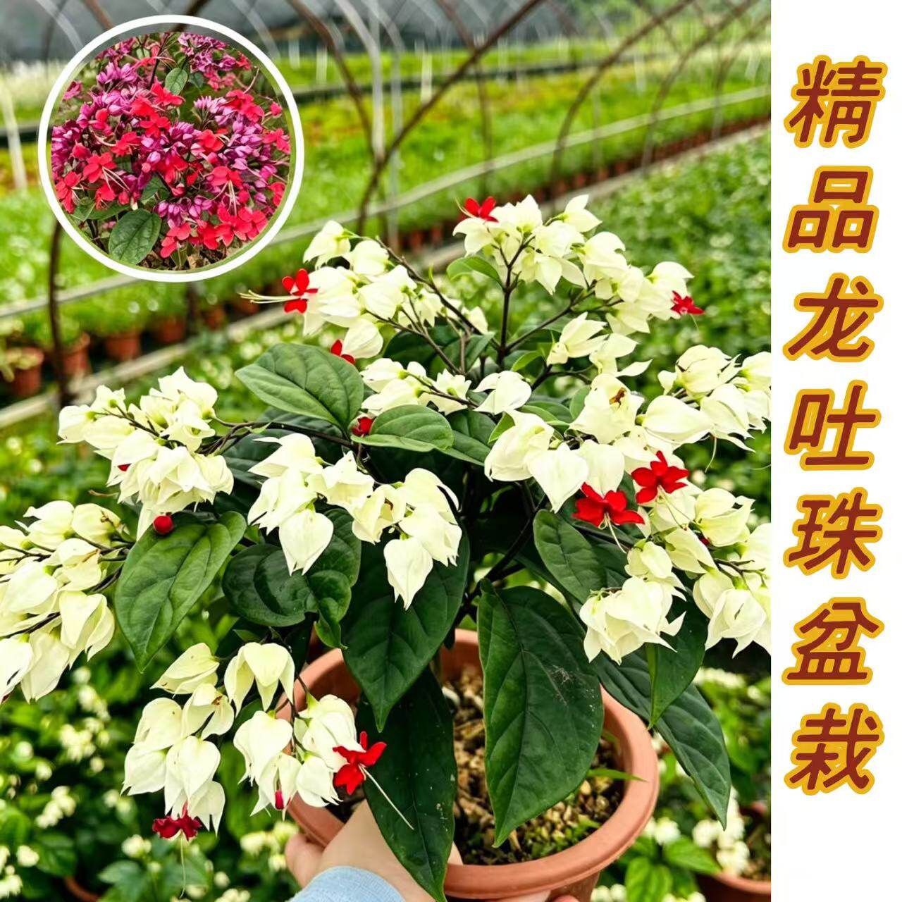 龙吐珠盆栽带花红好养阳台盆栽庭桌面绿植