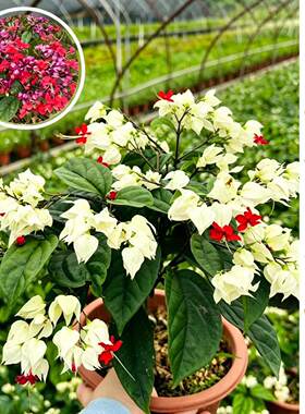 龙吐珠盆栽带花红好养阳台盆栽庭院爬藤植物藤本四季开花不活包赔