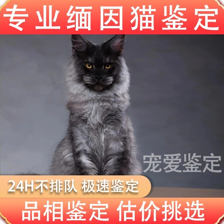 缅因猫专业鉴定狗猫咪品种品相鉴定估价挑选 柴犬 西伯利亚森林猫
