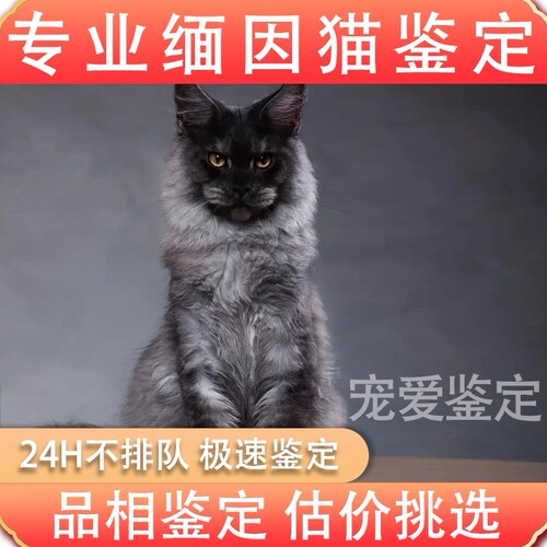 缅因猫专业鉴定品相鉴定估价挑选