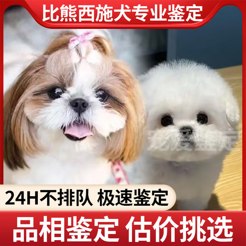 西施犬比熊专业鉴定品相鉴定估价