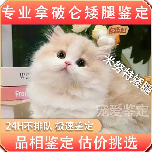 米努特专业鉴定品相鉴定估价挑选
