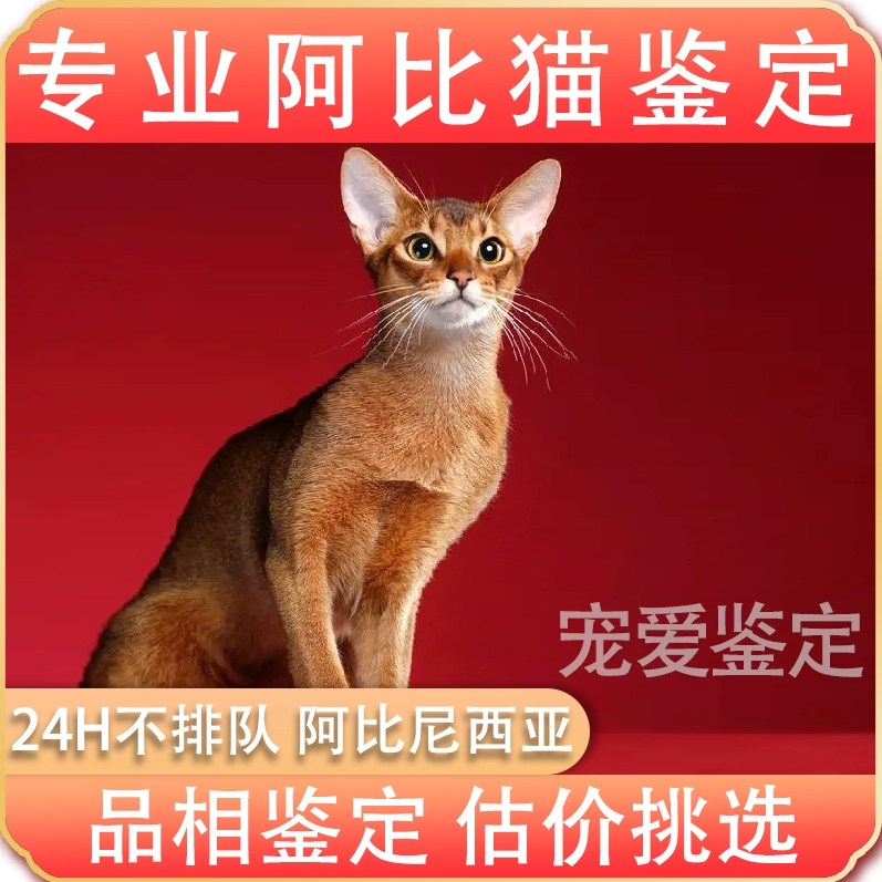 阿比尼西亚专业鉴定狗猫咪品种品相鉴定估价远程挑选 恶霸 布偶猫