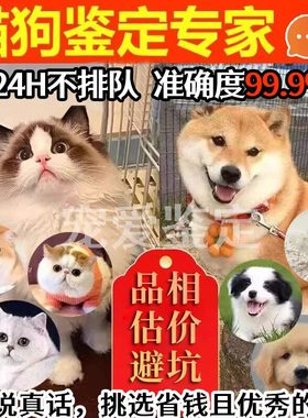 宠物鉴定师咨询狗猫咪 品种品相鉴定估价挑选柴犬边牧 布偶德文猫