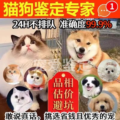 宠物猫狗品种品相鉴定估价挑选