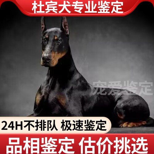 杜宾犬专业鉴定品相鉴定估价挑选