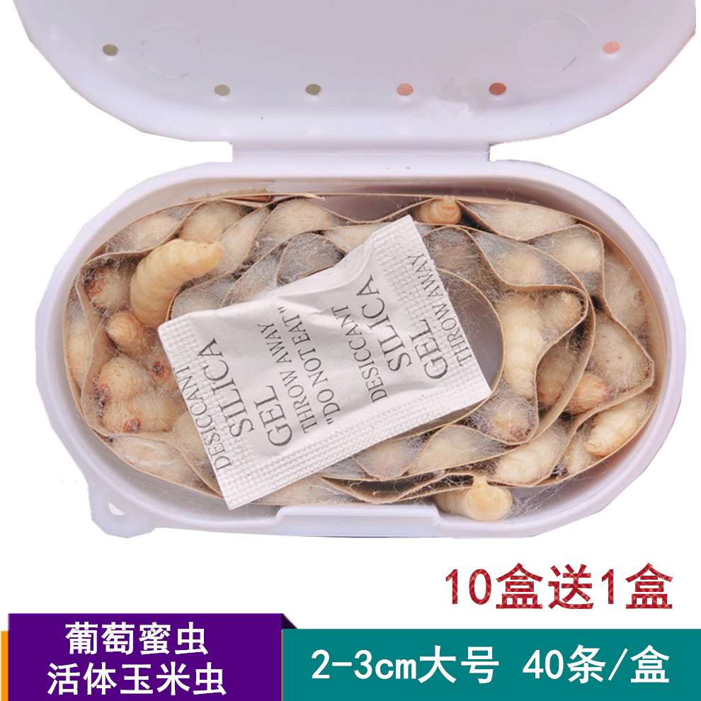 大号葡萄蜜虫活体玉米虫