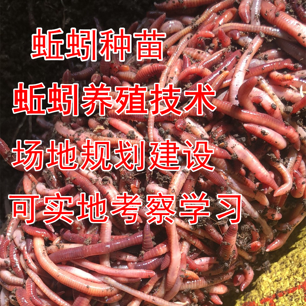 散装钓鱼蚯蚓活体种苗养殖技术大平2号大红蚯蚓鱼饵四川重庆贵州
