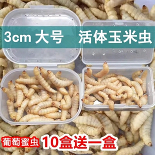 玉米虫葡萄蜜虫活虫大号活体鱼饵仓鼠画眉鸟食物守宫爬宠蜥蜴饲料