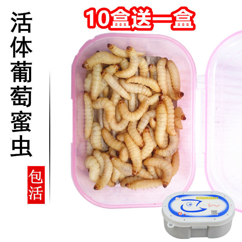 玉米虫活体葡萄蜜虫盒装