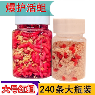 鲜活红蛆虫钓鱼活体白蛆溪石斑白条马口大号蛆野钓爆护红虫鲫鱼饵