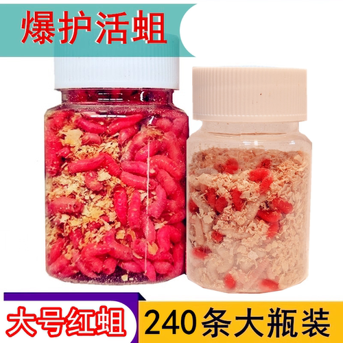 鲜活大号红蛆白条鲫鱼溪石斑活饵