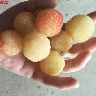 2026上虞正宗二都新鲜白沙杨梅水晶杨梅送礼佳品白杨梅顺丰冷链