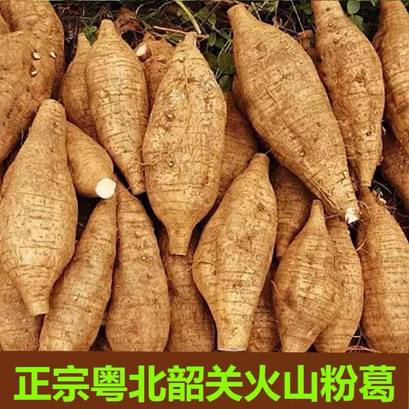正品韶关火山粉葛新鲜广东野生葛根煲汤葛粉甘葛生吃甜无渣现挖