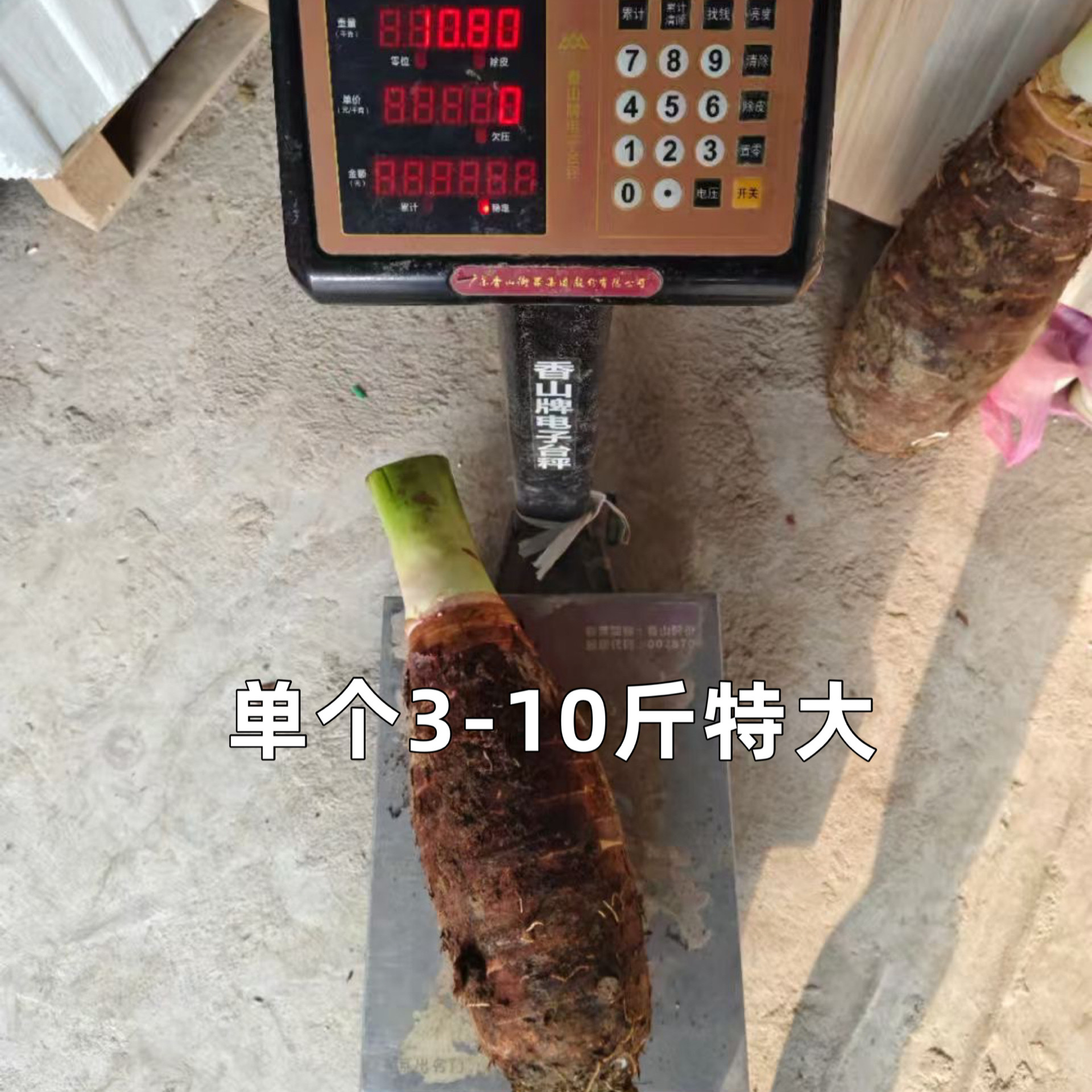 批发正宗乐昌张溪炮弹香芋韶关土特产直供新鲜现挖芋头蔬菜非荔浦