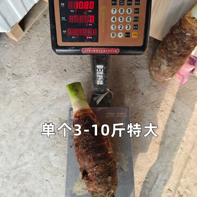 批发正宗乐昌张溪炮弹香芋韶关土特产直供新鲜现挖芋头蔬菜非荔浦
