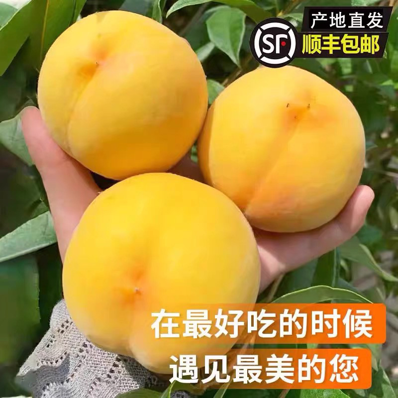 顺丰包邮5斤装大黄桃广东韶关九峰高山黄桃新鲜水果特大桃子应季