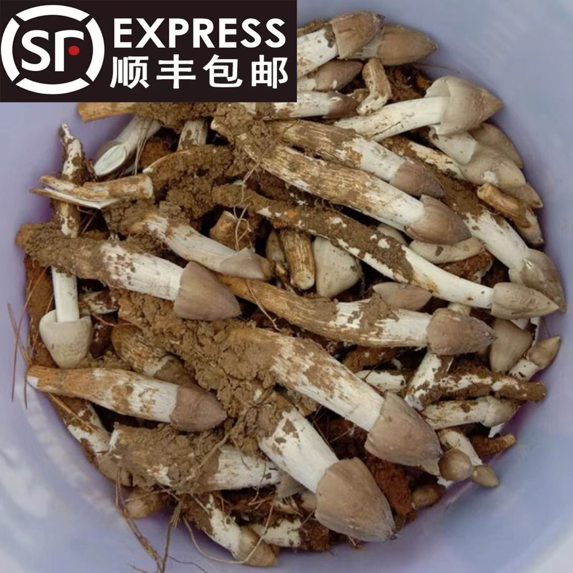 正宗夏至菌当季新鲜鸡枞菌现挖伞把菇野生荔枝菌可食用美味大脚菇
