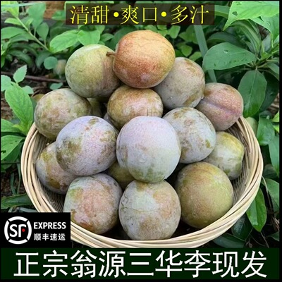 正宗韶关翁源三华李大果红心李子新鲜孕妇水果甜脆李子整箱非钱排