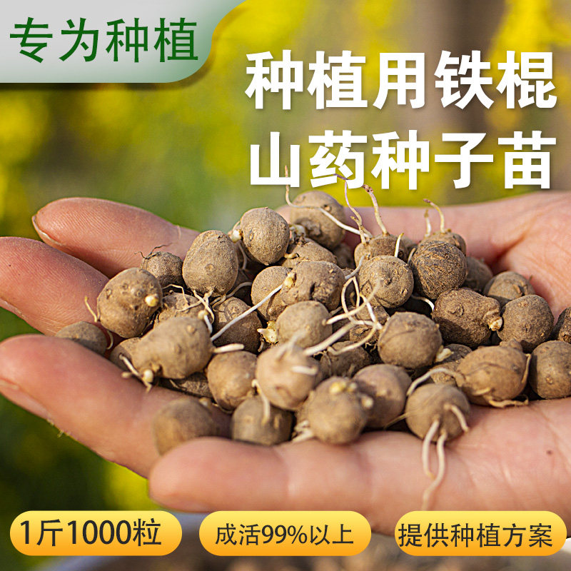 淮山药种植苗河南焦作温县铁棍山药豆种苗种淮山种苗山药豆种子