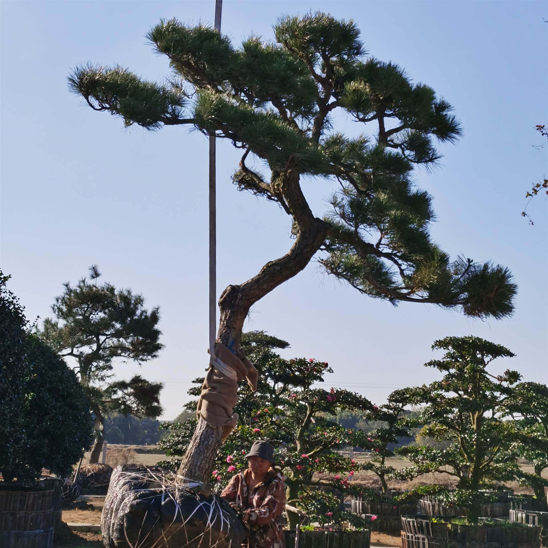 造型黑松 黑松基地 罗汉松造型 造型树风景树绿化苗木造景树长青