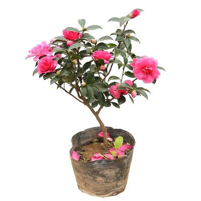 茶梅花苗树苗茶梅球茶花盆栽冬茶梅盆栽四季带花苞庭院耐寒茶花苗