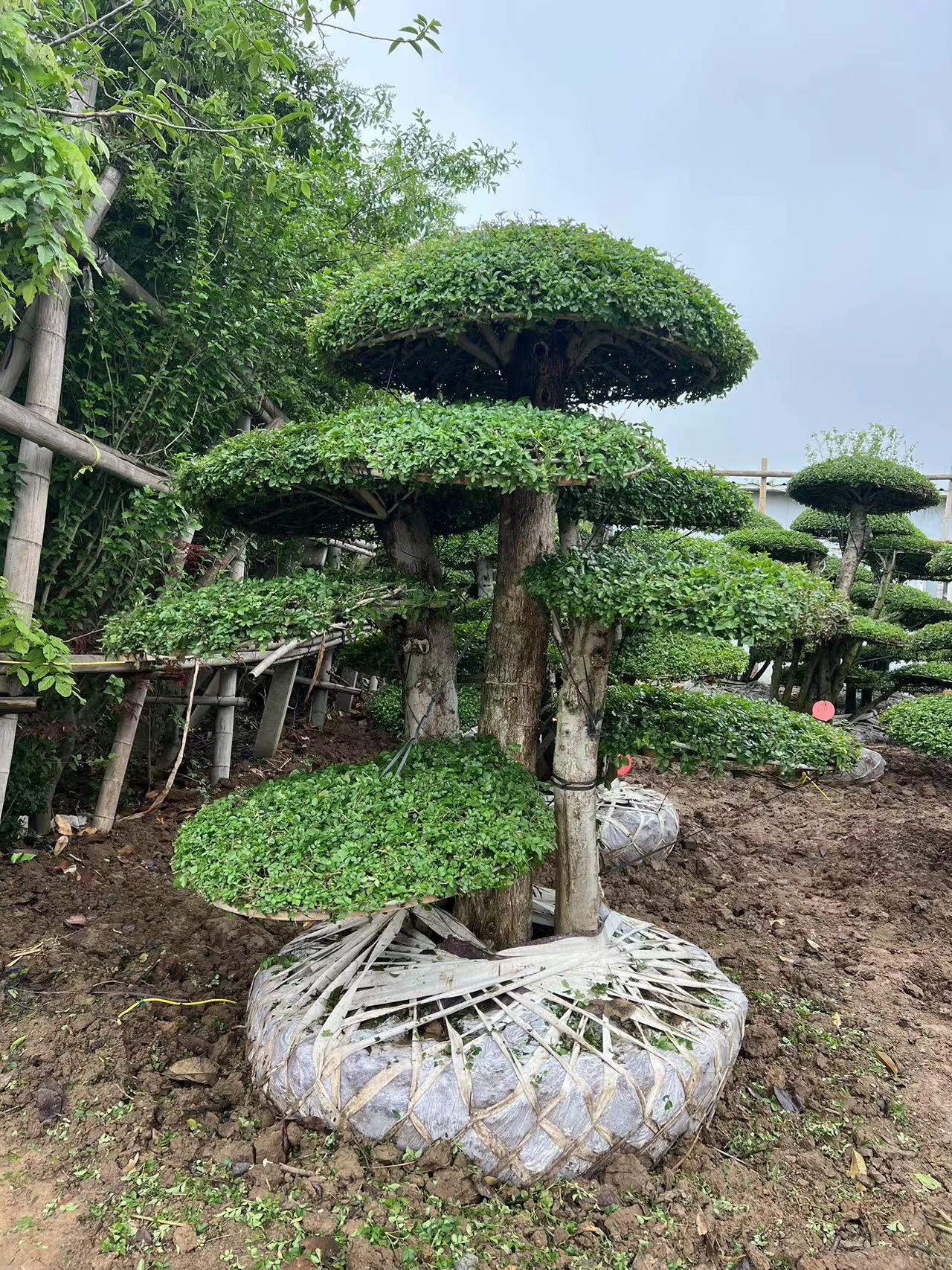 对接白蜡 白蜡树 造型树 绿化树 盆景地景造型树