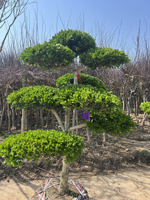造型黄杨地景造型树造型小叶黄杨瓜子黄杨造型庭院一物一拍