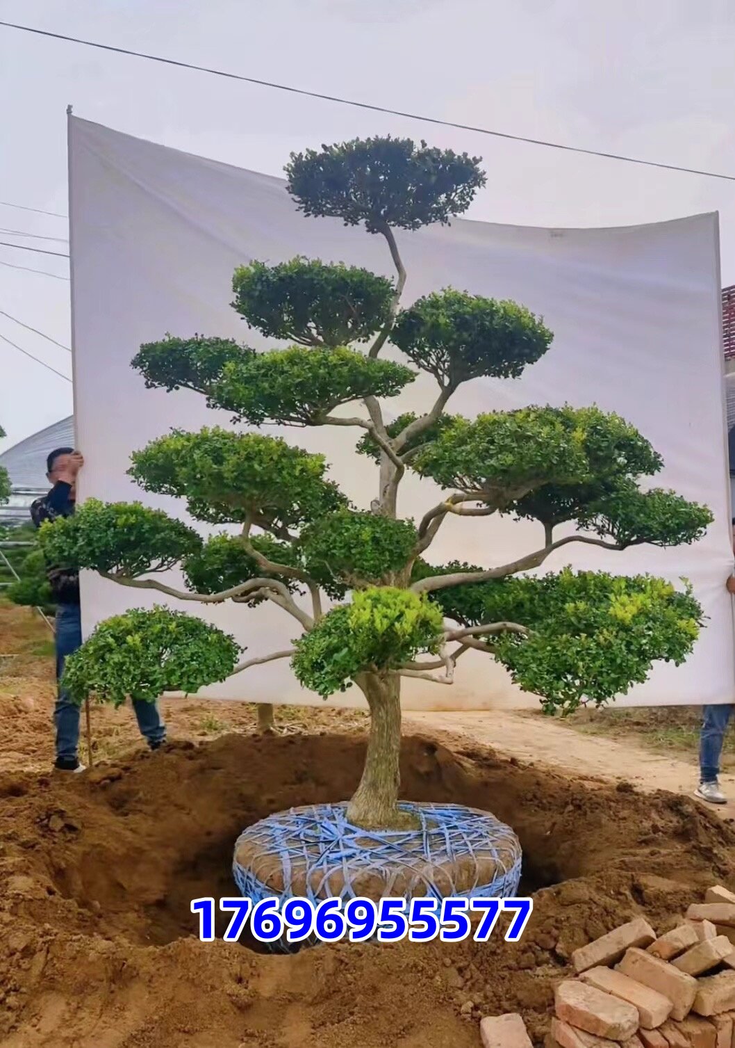 造型黄杨树小叶瓜子黄杨树黄杨树造型树庭院别墅种植黄杨造型盆景