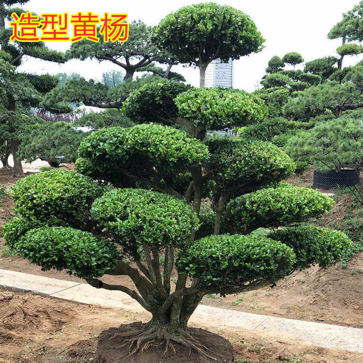 黄杨造型树花园别墅庭院造景植物耐寒四季常青小叶瓜子黄杨树盆景